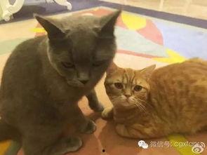 娱乐圈吃瓜猫咪是谁呀